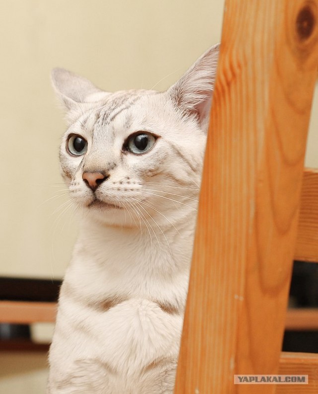 Котовторник 11.09.2012