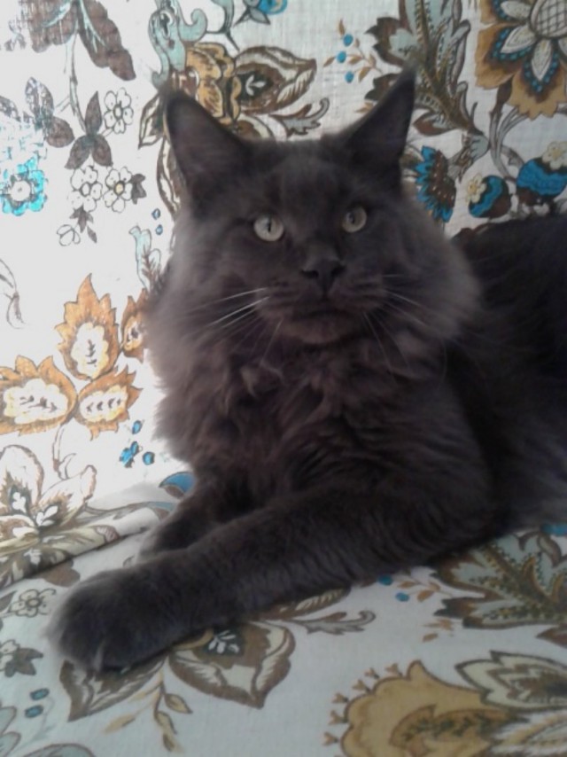 20 снимков с кисточками, доказывающих, что прекраснее мейн-кунов могут быть лишь котята мейн-кунов