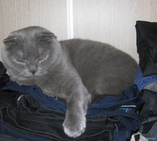 Котовторник 12.02.13