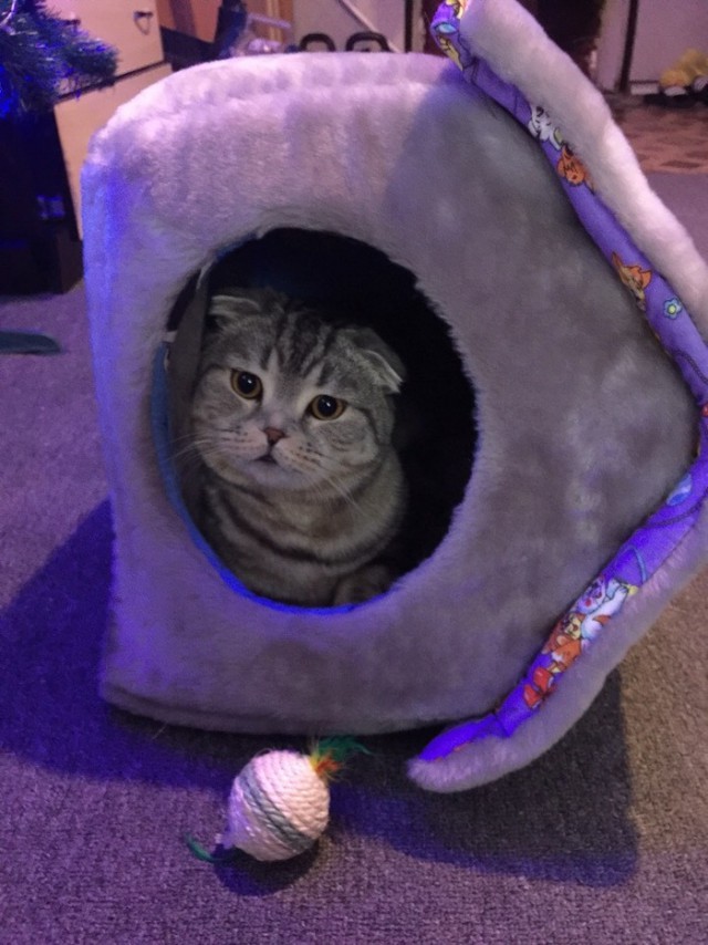 Прикольных котов пост