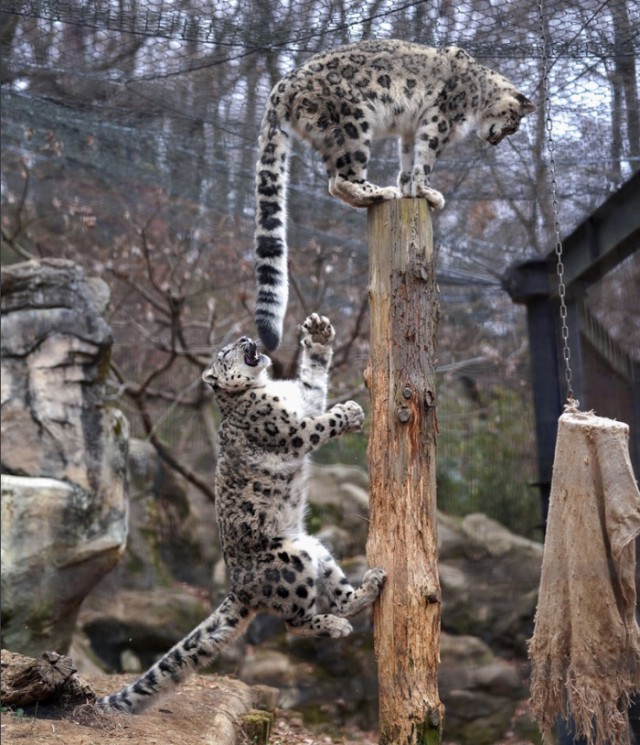 Дикий котовторник
