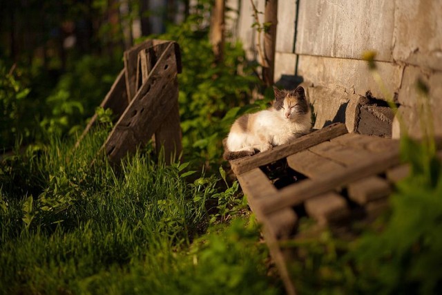 Деревенские котейки