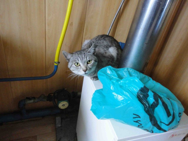 Эти забавные животные