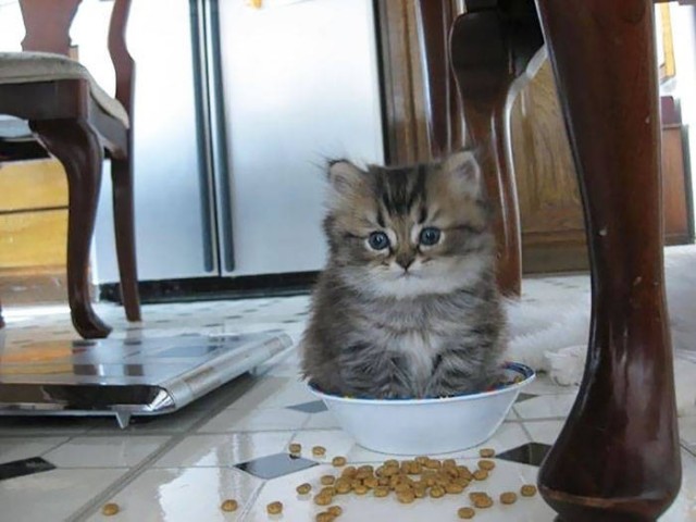 Котовторник. Тара - наше всё!