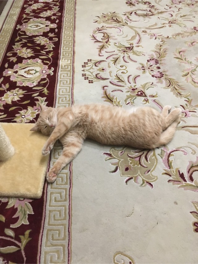 Котовторник 17.11.20