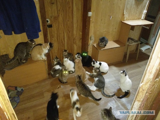 Котовторнику посвящается