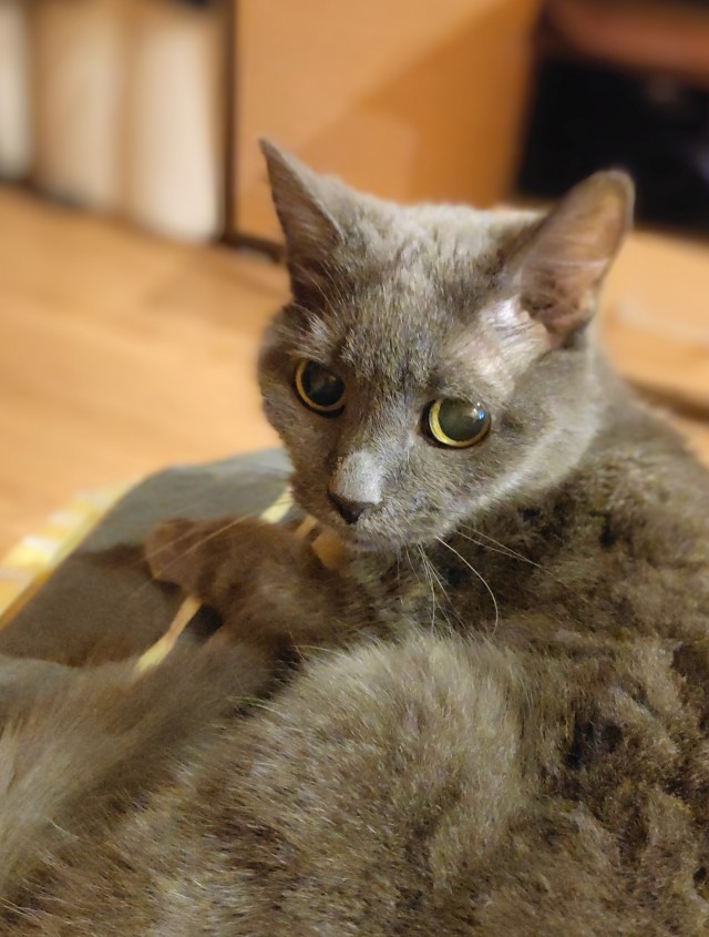 Кошка-старушка