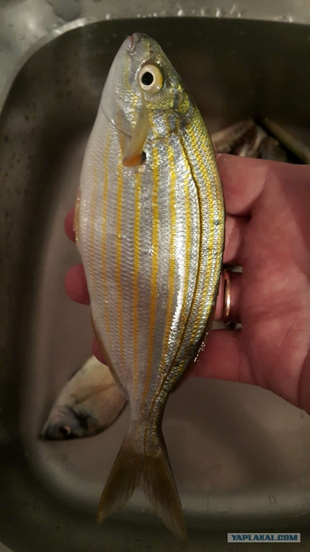 Страх и ненависть в Древнем Риме: галлюциногенная рыба, которой упарывались в античности