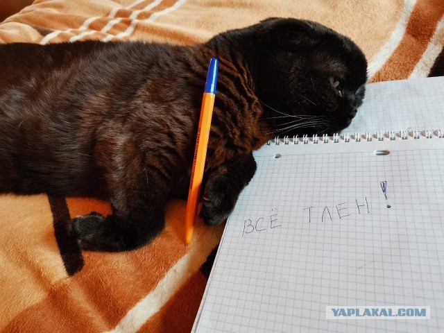 Кот требует открыть двери