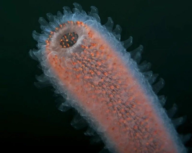 Пиросома: 15-ти метровая призрачная сосиска. Что это за невероятное существо?