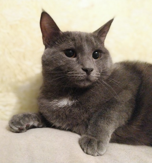 К котовторнику