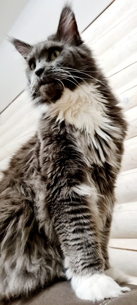 Котовторнику быть