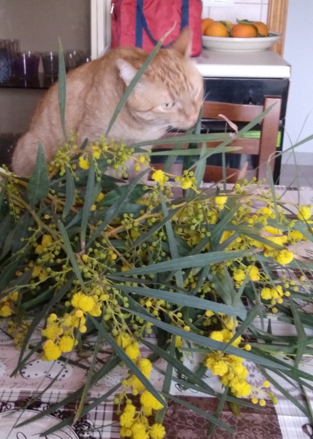 Ну, поехали в котоввторник!