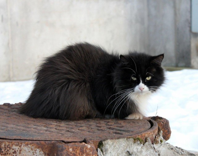 Вариант кота с лампой