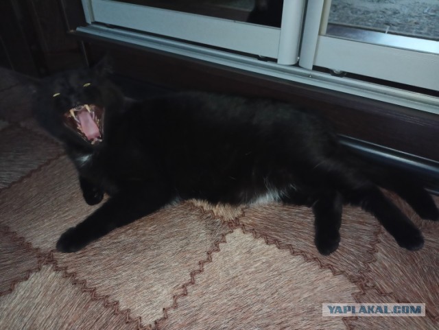 А ваши котейки че счас делают?
