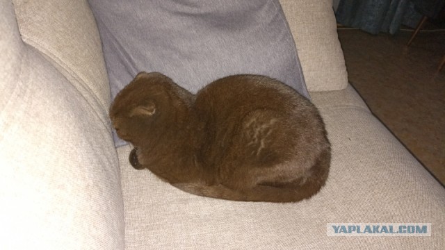 Котовторник 07.06.2022