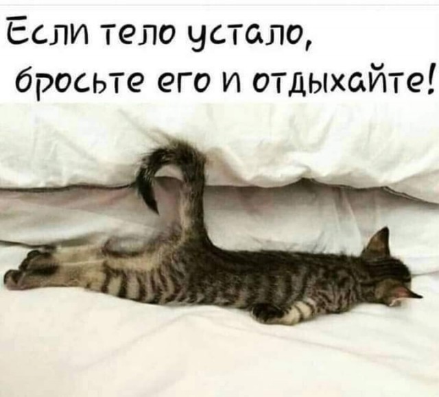 К котофторнику