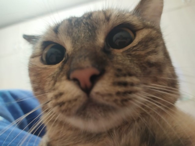 Котовторник 18.10.22