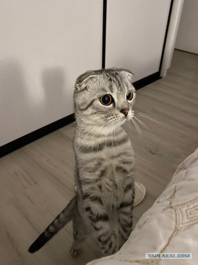 Котовторник 1.11.22