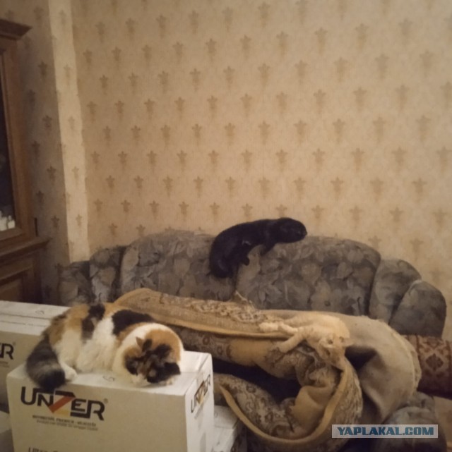 Вторник, ваши коты и кошки в студию