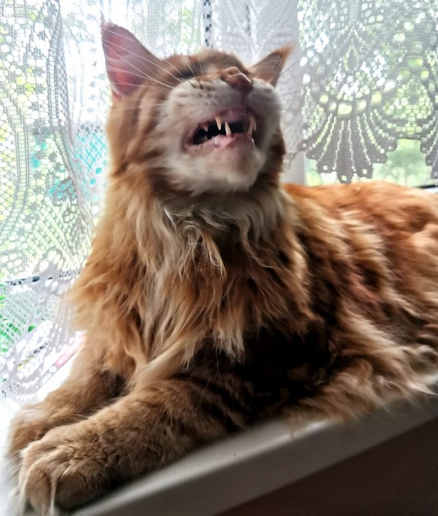 Котодракула