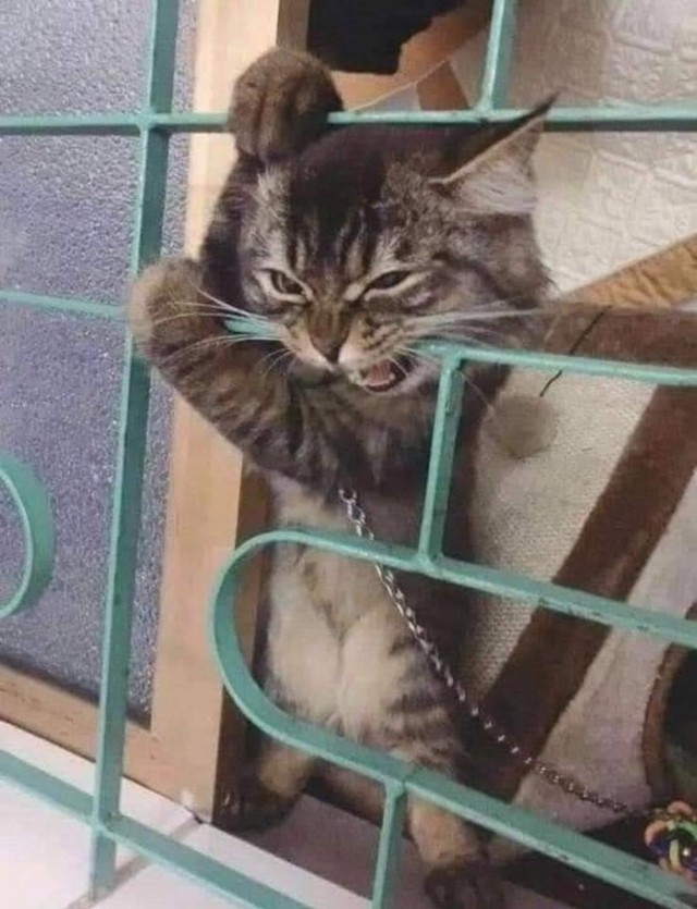 Котаро