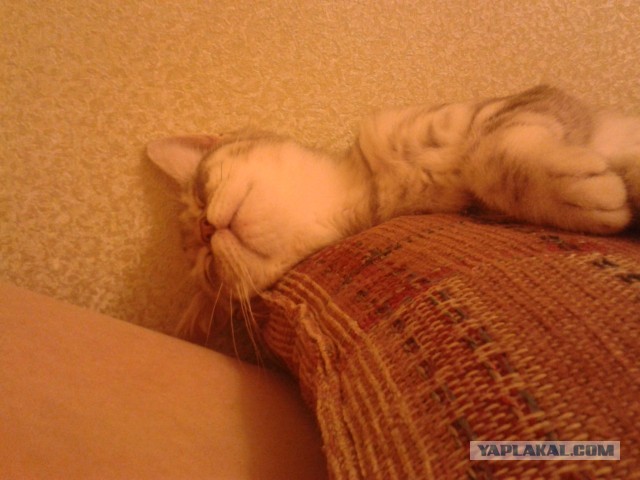Котовторник 26.03.2013