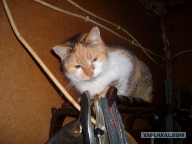 Жизнь домашнего приюта для котеек 434