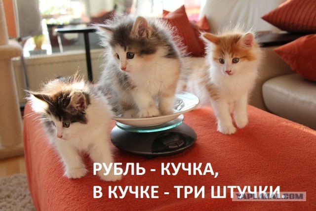 Котовторник 02.04.2013