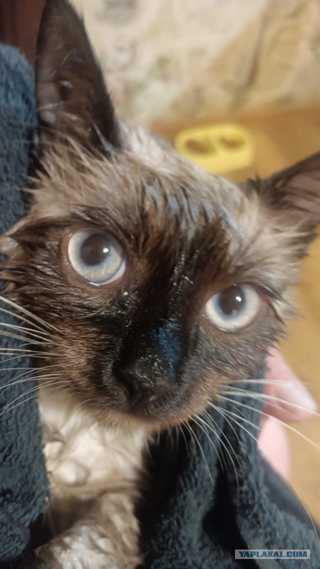 Котофторниг