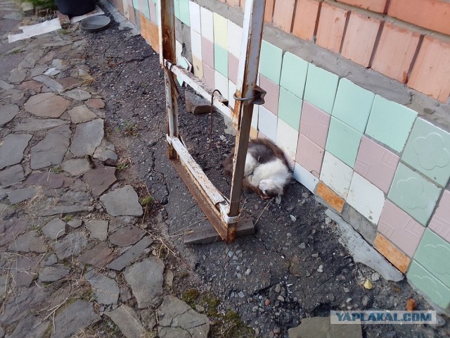 История одного котенка