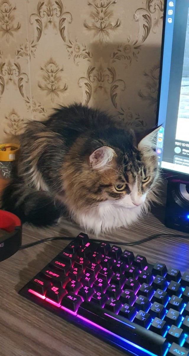 Начинаем котофторник?