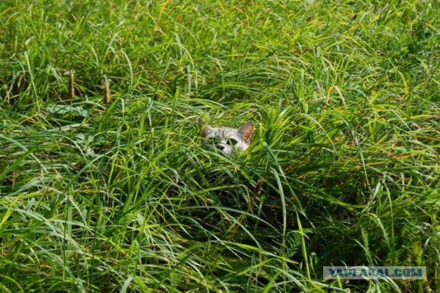 Котовторник 16.04.2013