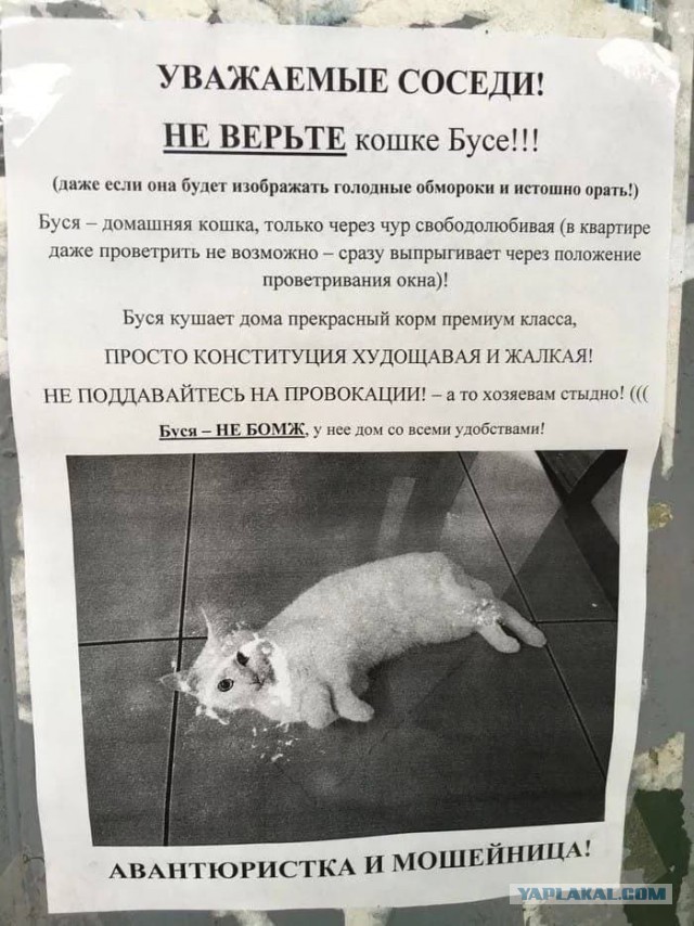 Соседский кот на даче постоянно приходит и наглеет , хотя там его кормят