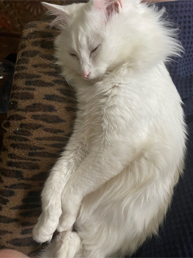 Мой котовторник..