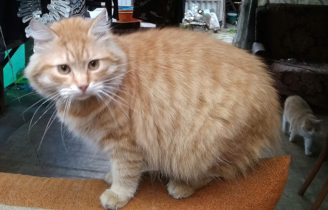 Котовторник Рыжих