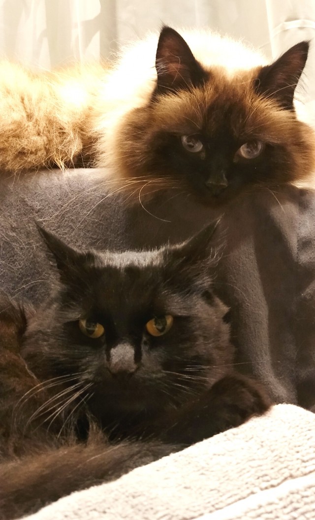 К - Котовторник ☺ Пополнение
