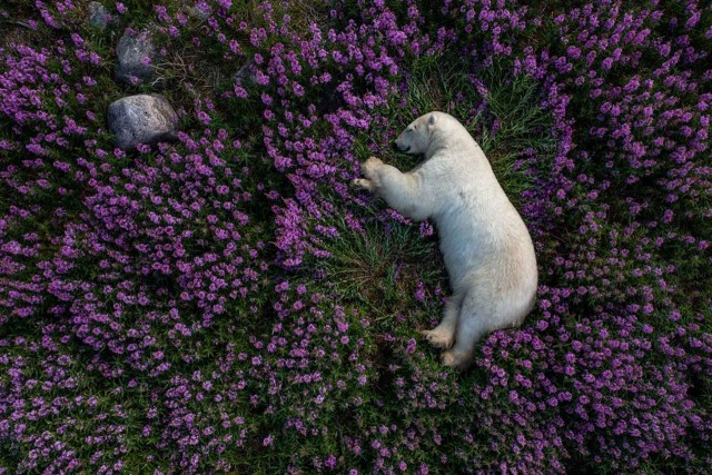 Поймать мгновение: Победители Siena International Photo Awards 2023