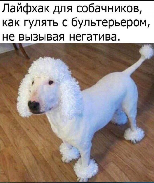 Бультерьер едва не загрыз свою хозяйку на востоке Москвы