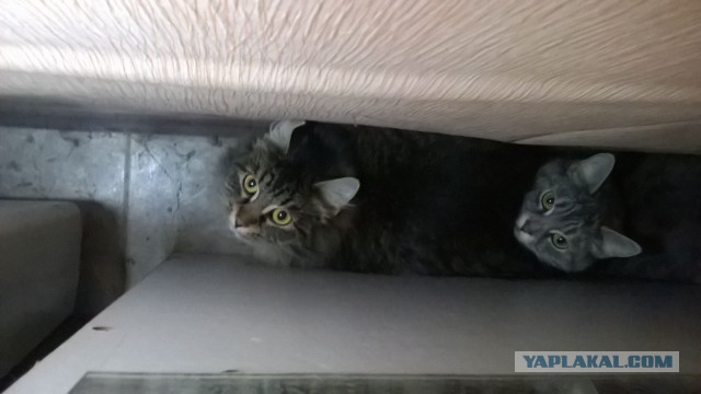 «Приходит, сидит под дверью магазина, грустит»