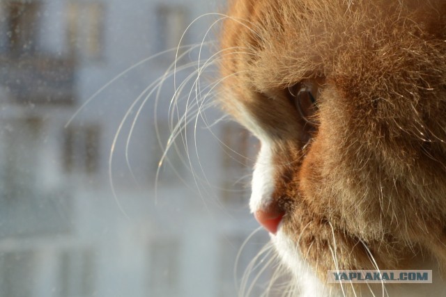 Кошкопортрет