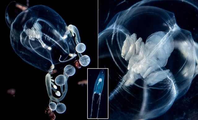 Ученые обнаружили в водах Флориды новый вид гигантских медуз