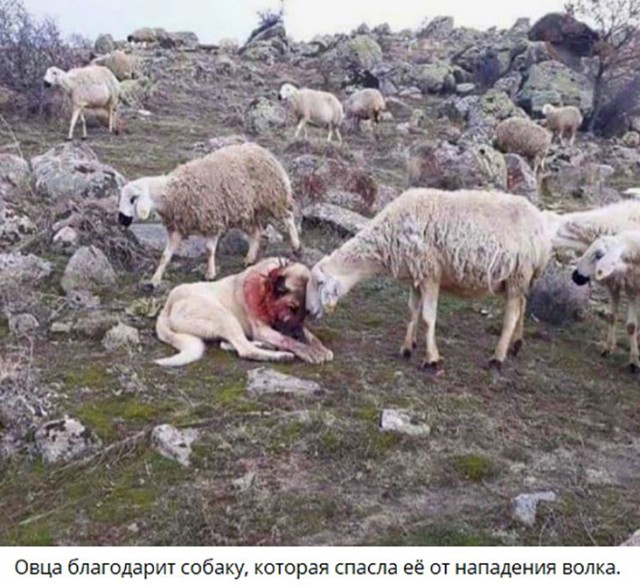 Собаки из истории в картинках