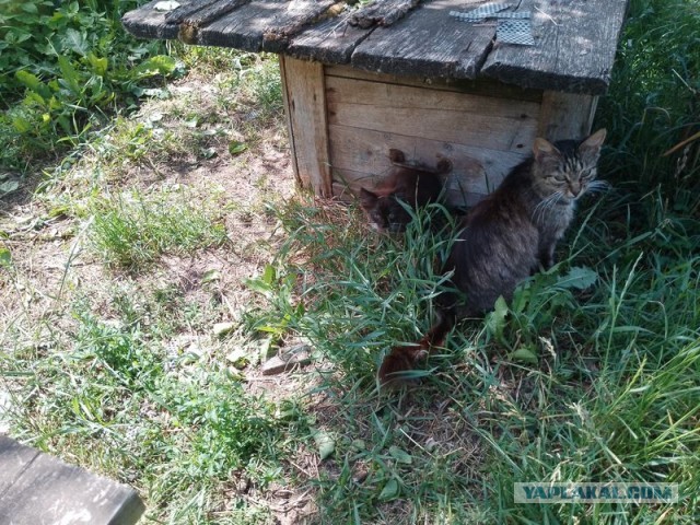 Жизнь домашнего приюта для котеек 499