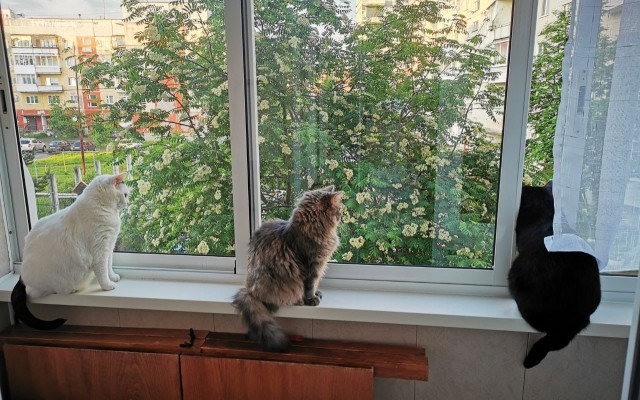 Принимайте в собратья, которабы