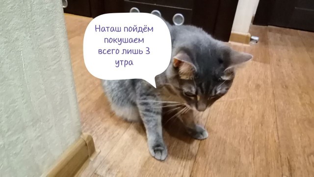 К котовторнику: подборка картинок-баянов с котиками и про котиков. Выпуск 4