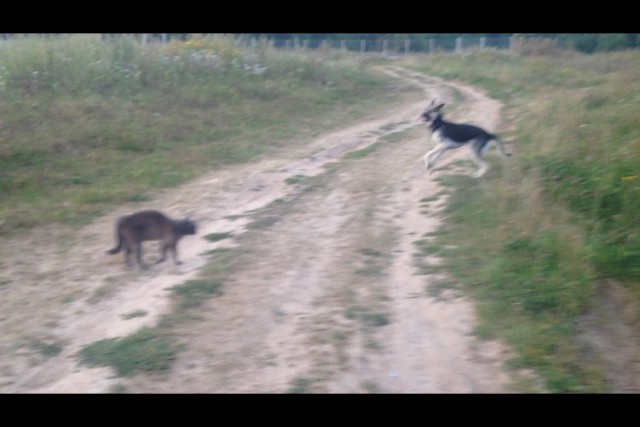 Мурзик, фас!