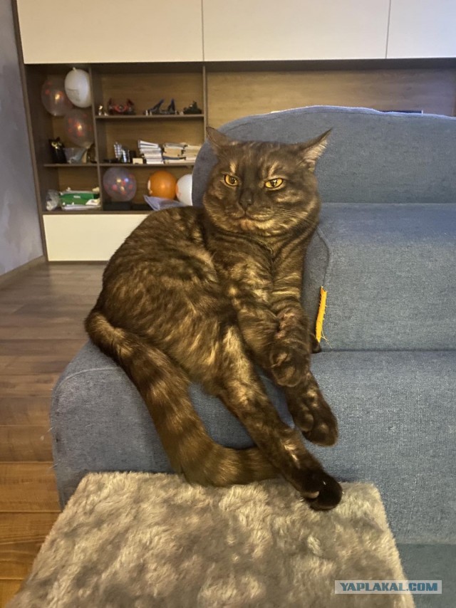 Жизнь кота
