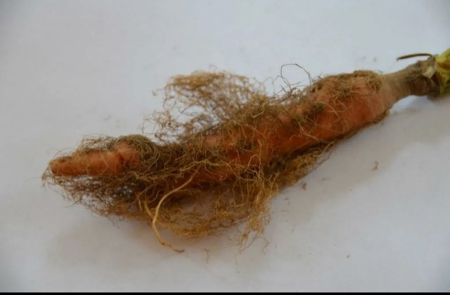 Морковь уничтожает
эрекцию у мужчин