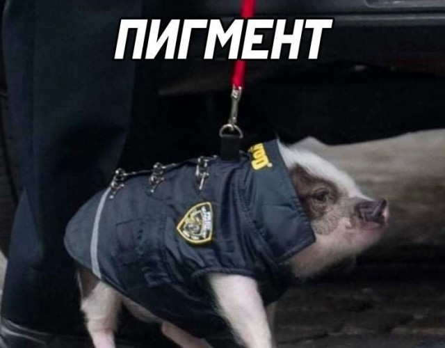 Картинки для деградации 46 (разной степени свежести)